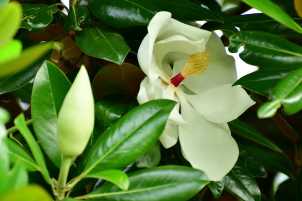 magnolia grandiflora / immergrüne magnolie blume - sweet magnolia tree blossom white stock-fotos und bilder