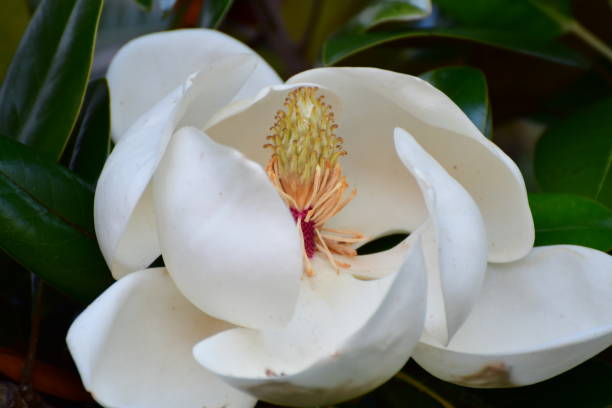 istock Magnolia grandiflora / Southern Magnolia Flower 1000602900