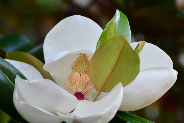 istock Magnolia grandiflora / Southern Magnolia Flower 1000603240