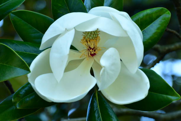 istock Magnolia grandiflora / Southern Magnolia Flower 1000603858