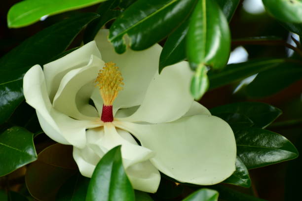 magnolia grandiflora / immergrüne magnolie blume - sweet magnolia tree blossom white stock-fotos und bilder