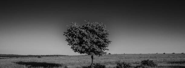 istock single tree in a field, rural landscape, panorama. 1000609480