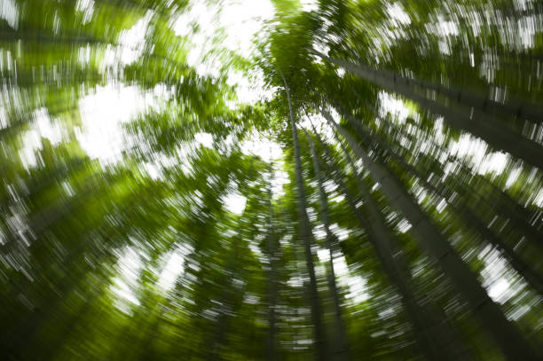 istock Views of the bamboo forest 1000609942