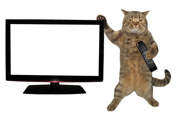 istock Cat with remote near the TV 1000623184