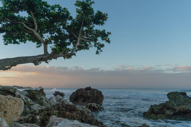 istock Ocean overhanging beach tree on the rocks. 1000636208