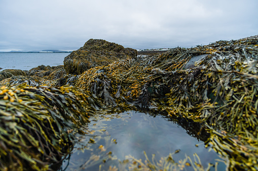 Green seaweed growth on the rocky coast of Reykjavik, Iceland