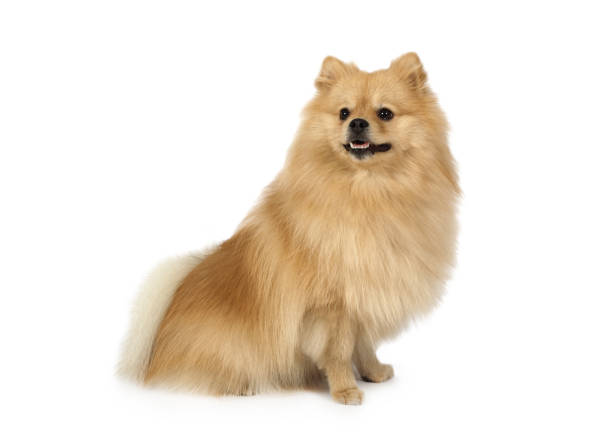 istock Lovely Pomeranian on a white background 1000637062