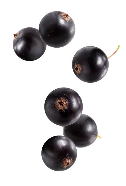 Falling black currant isolated on white.