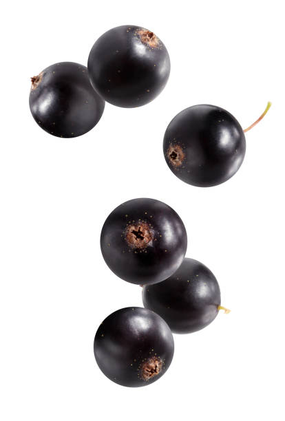 falling black currant isolated on white. - black currant currant black fruit imagens e fotografias de stock