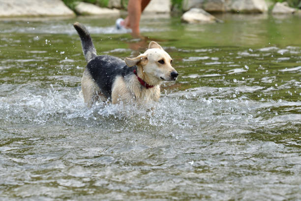istock Dog to refresh in water during hot summer 1000640420