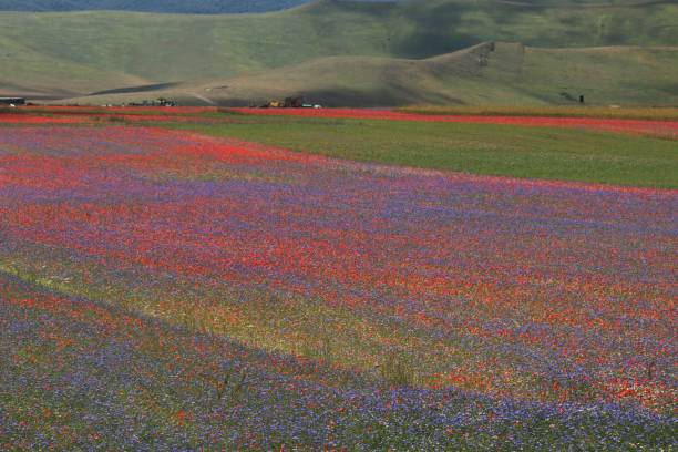 istock Castelluccio di Norcia. Flowering, A 1000641014