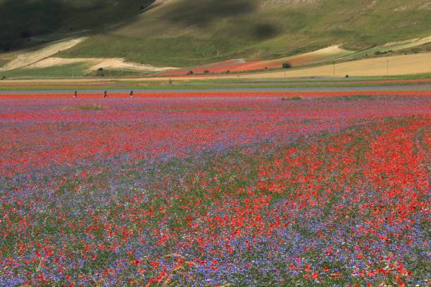 istock Castelluccio di Norcia. Flowering, A 1000641156
