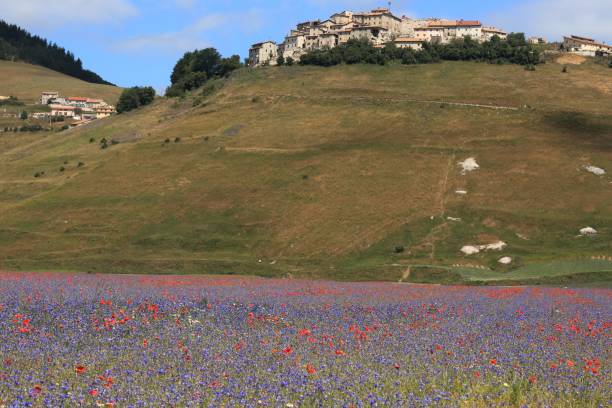istock Castelluccio di Norcia. Flowering, A 1000647896