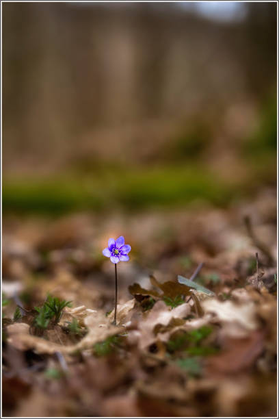Blue anemone Blue anemone flower in early blooming, bokeh background anemone apennina stock pictures, royalty-free photos & images