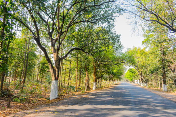 istock Straight highway road through the woods with big trees on both sides . Light and shade formation on a pitch road . 1000657466