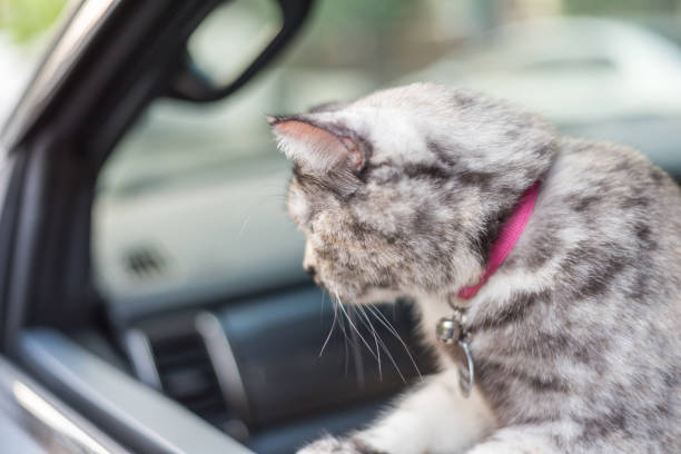 istock Cat so cute sitting inside a car wait for travel 1000657666
