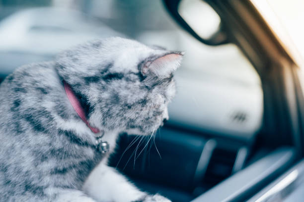 istock Cat so cute sitting inside a car wait for travel 1000657670