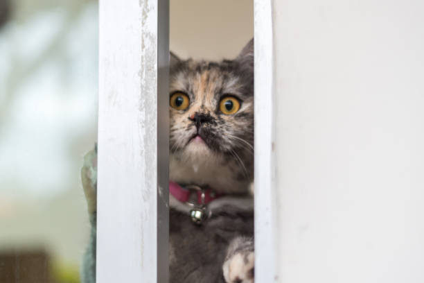 istock Cat looking out window or door for wait something 1000657676