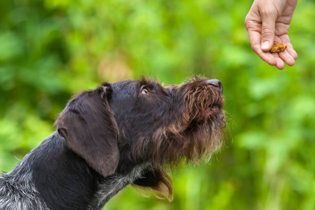 istock hand with treat training young dog 1000673290