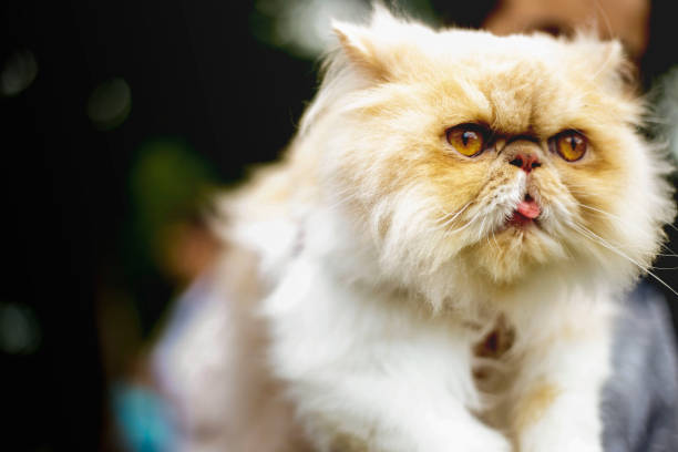 istock Persian cat portrait outdoors 1000673754
