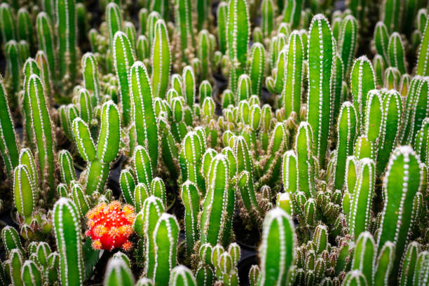 istock Green cactus many size planting on the ground 1000680554
