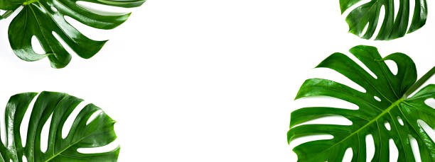 istock Banner with Monstera green leaves. 1000680936