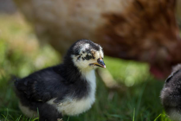 istock chicken near a hen on its first walk outside 1000685290