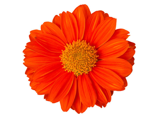 istock Calendula officinalis . Common marigold orange blossom. 1000686316