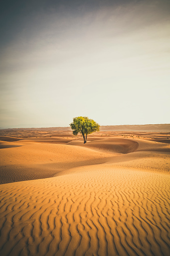 árbol solitario en el wahiba sands desierto de Omán photo