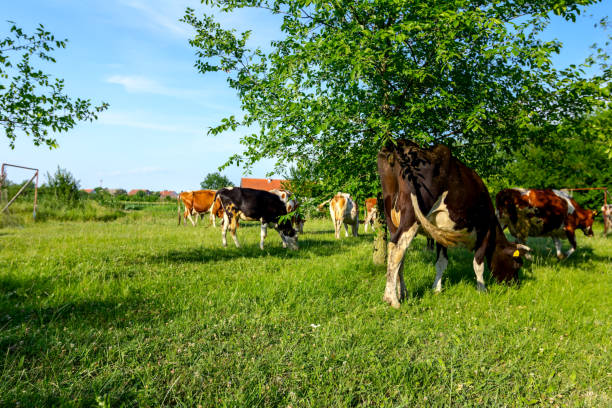 istock Bloodstock cows are grazing grass, on a pasture, meadow 1000686748
