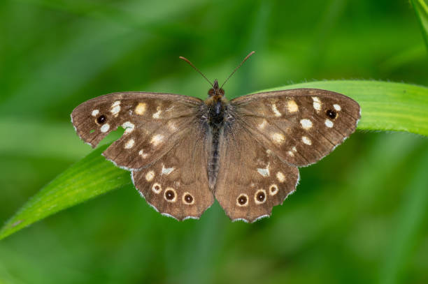 istock Speckled wood (Pararge aegeria) upperside 1000691570