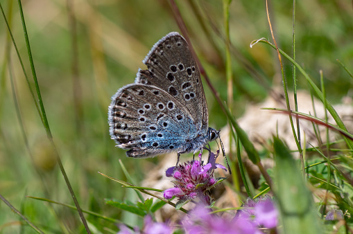 Butterfly, once extinct in the UK, in the family Lycaenidae feeding on wild thyme (Thymus polytrichus)