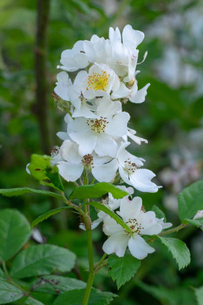 Multiflora rose (Rosa multiflora) in flower Plant native to Asia growing as a garden escape in countryside in UK, aka Japanese and many-flowered rose rosa multiflora stock pictures, royalty-free photos & images