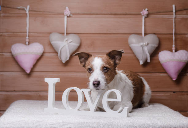istock Cute Jack Russell Terrier. Valentine's day. 1000696780