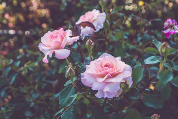 istock Roses in the garden 1000697582