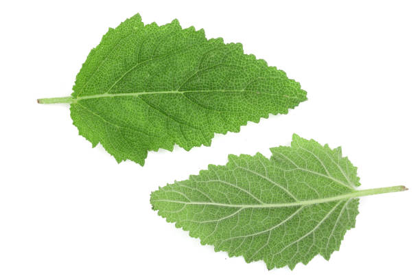 istock Sage leaves or Salvia officinalis isolated on white background 1000697894