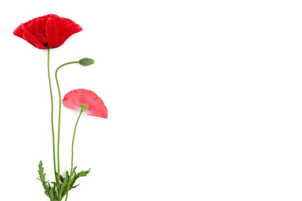 istock red poppy flower isolated on white background with copy space for your text 1000701580