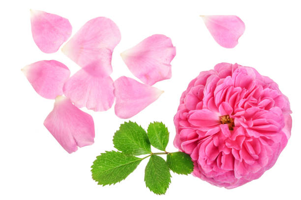 istock wild rose blooming flower isolated on a white background 1000701960