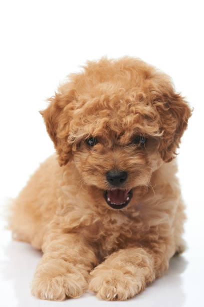 istock Smiling happy poodle puppy 1000710146
