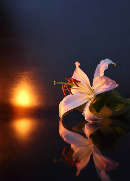 das konzept der trauer. weiße lilie blumen auf einem dunklen hintergrund. wir erinnern sie sich, wir trauern. tiefenschärfe, close-up, seitenansicht, textfreiraum. - nature macro vertical close up stock-fotos und bilder
