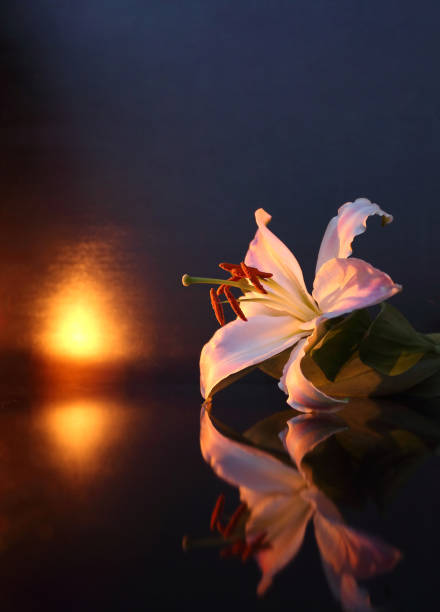 the concept of mourning. white lily flowers on a dark background. we remember, we mourn. selective focus, close-up, side view, copy space. - lily nature flower macro imagens e fotografias de stock