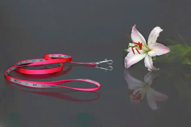 The concept of mourning. White lily on a dark background, collar and leash of a pet. We remember our beloved friend, we mourn. Selective focus, close-up, side view, copy space.