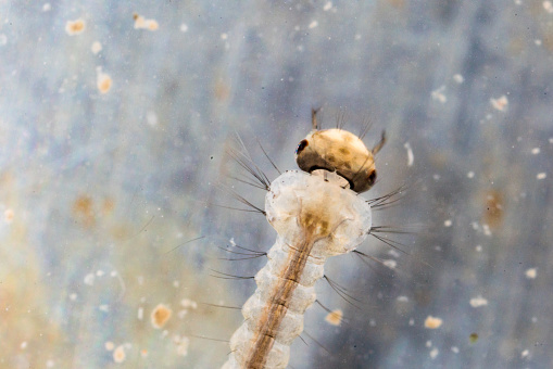 mosquito larva under light microscopy