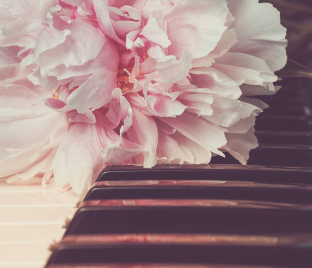 The pink peony lying on piano keys stock photo