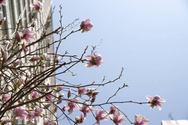 istock Blooming magnolia in park, Seoul 1000720954