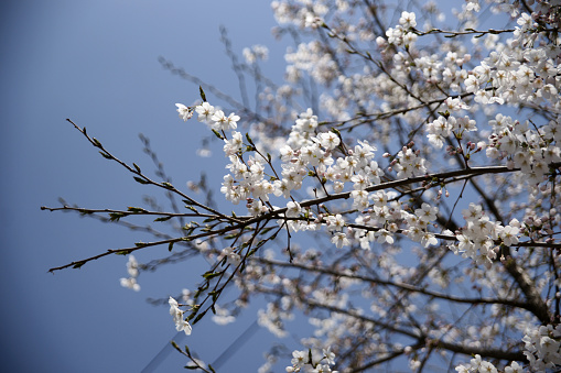 Cherry blossoms tree in a springtime with blue sky, in Seoul