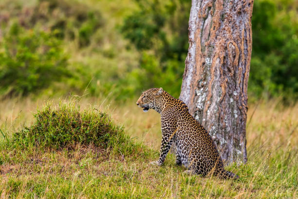 istock Leopard on ground near the tree - looking for hunting 1000724626