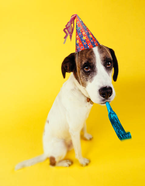 istock DOG WEARING PARTY HAT AND SQUEAKER 1000731664