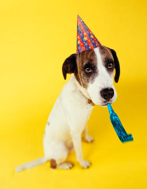 istock DOG WEARING PARTY HAT AND SQUEAKER 1000731772