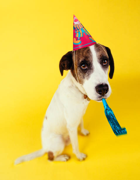 istock DOG WEARING PARTY HAT AND SQUEAKER 1000731894